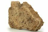 Flower-Like Sandstone Concretion - Pseudo Stromatolite #287073-1